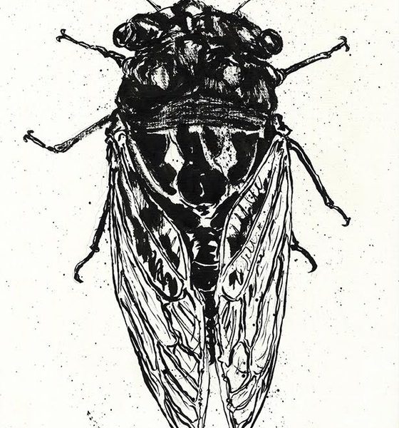 On Cicadas